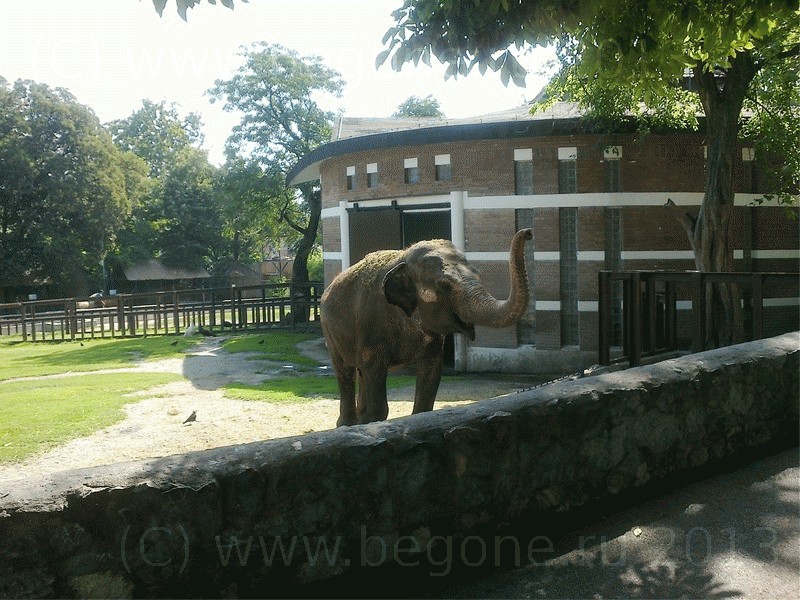 Слон в зоопарке Белграда