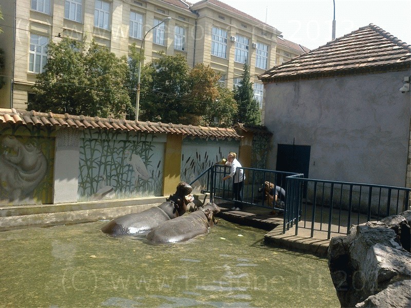 Кормление бегемотов в зоопарке Белграда